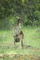 Canguru australiano