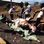 Pré-churrasco em São João do Paraíso