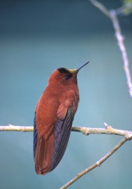 Coroa-vermelha de Juan Fernandez/foto Rare Birds Yearbook/Peter Hodum