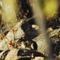Caatinga4