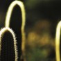 Caatinga5 Na flora de espinhos, o segredo dos fitoterápicos
