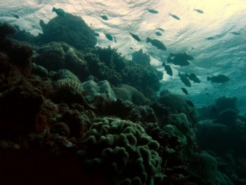 The Great Barrier Reef (Foto de Shayan via Flickr)