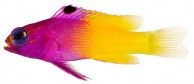 "Gramma loreto", coleção do Smithsonian Institution