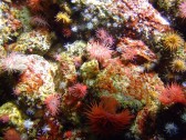 “On the seabed” // Foto de Elsie esq. via Flickr
