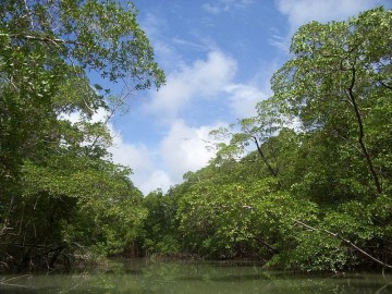 Floresta Amazônica // Foto de “Vzb83” via Wikimedia Commons