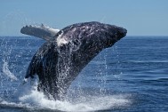 “Whale Breach” // Foto de Matthew Hull via morgueFile