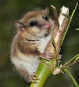 Marsupial sul-americano, parente distante do canguru