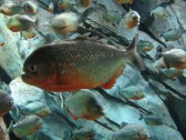 Piranhas fotografadas por hoyasmeg, via Flickr