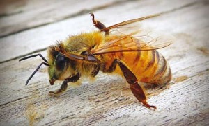 Nota abelha