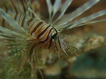 Lionfish, retratado por prilfish/Flickr