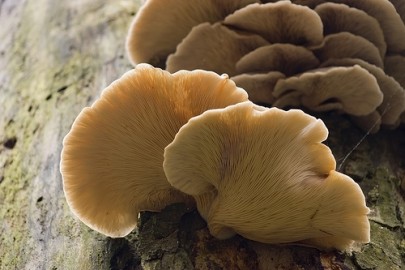 Cogumelos-ostra (ou "Pleurotus ostreatus"), em imagem de Dominic Alves/Flickr