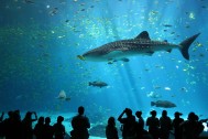 Foto de Zac Wolf via Wikipedia