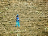 Canavial em Pernambuco. Foto de Escariao Petrov/Flickr