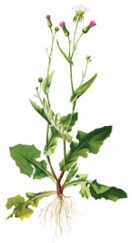 (2) Emilia sonchifolia