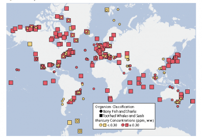 Gráfico extraído do estudo sobre mercúrio indica o nível de contaminação em diferentes partes do mundo. Peixes ósseos e tubarões são representados por círculos. Baleias e focas por quadrados. Amarelo indica presença de concentrações abaixo de 0,3 partes por milhão e rosa indica concentrações mais elevadas.