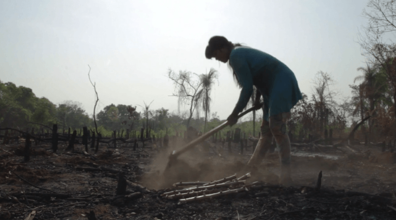 Cena do documentário "Para Onde Foram as Andorinhas", produzido pelo ISA e Instituto Catitu
