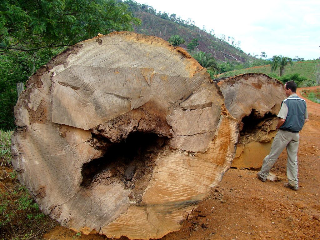 O desmatamento na Amazônia voltou a ser um "calcanhar de Aquiles" para o governo brasileiro, com aumento expressivo no ritmo de destruição da floresta nos últimos anos (crédito: Ana_Cotta/Flickr/CC BY 2.0)