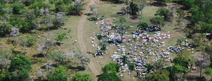 A pecuária ocupa o primeiro lugar em número de pessoas resgatadas do trabalho análogo ao escravo no Brasil. Foto: Food Empowerment Project 