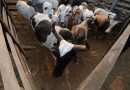 Grandes produtores de soja, boi e peixe na Amazônia receberam dinheiro de paraísos fiscais Grandes produtores de soja, boi e peixe na Amazônia receberam dinheiro de paraísos fiscais