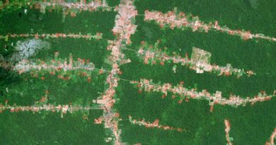 O que fazer para proteger a Amazônia do governo Bolsonaro O que fazer para proteger a Amazônia do governo Bolsonaro