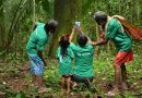 Tecnologia auxilia povos indígenas a manejar produção da castanha em Mato Grosso Tecnologia auxilia povos indígenas a manejar produção da castanha em Mato Grosso