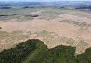 Desmatamento “exportado” impõe desafios à cadeia de valor das commodities Desmatamento “exportado” impõe desafios à cadeia de valor das commodities