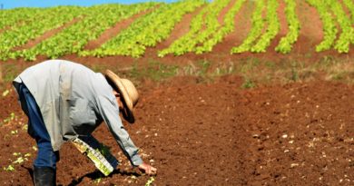 “Código Florestal: é hora de implementar, não de modificar”, defende a Coalizão Brasil “Código Florestal: é hora de implementar, não de modificar”, defende a Coalizão Brasil