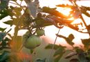 Como a IA pode gerar oportunidade de US$ 127 bi ao reduzir o desperdício de alimentos Como a IA pode gerar oportunidade de US$ 127 bi ao reduzir o desperdício de alimentos