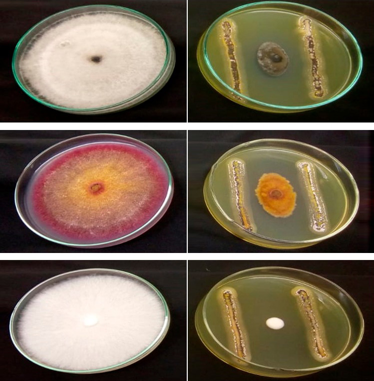 A imagem mostra ação de bactéria selecionada na natureza contra fungos que atacam culturas agrícolas.