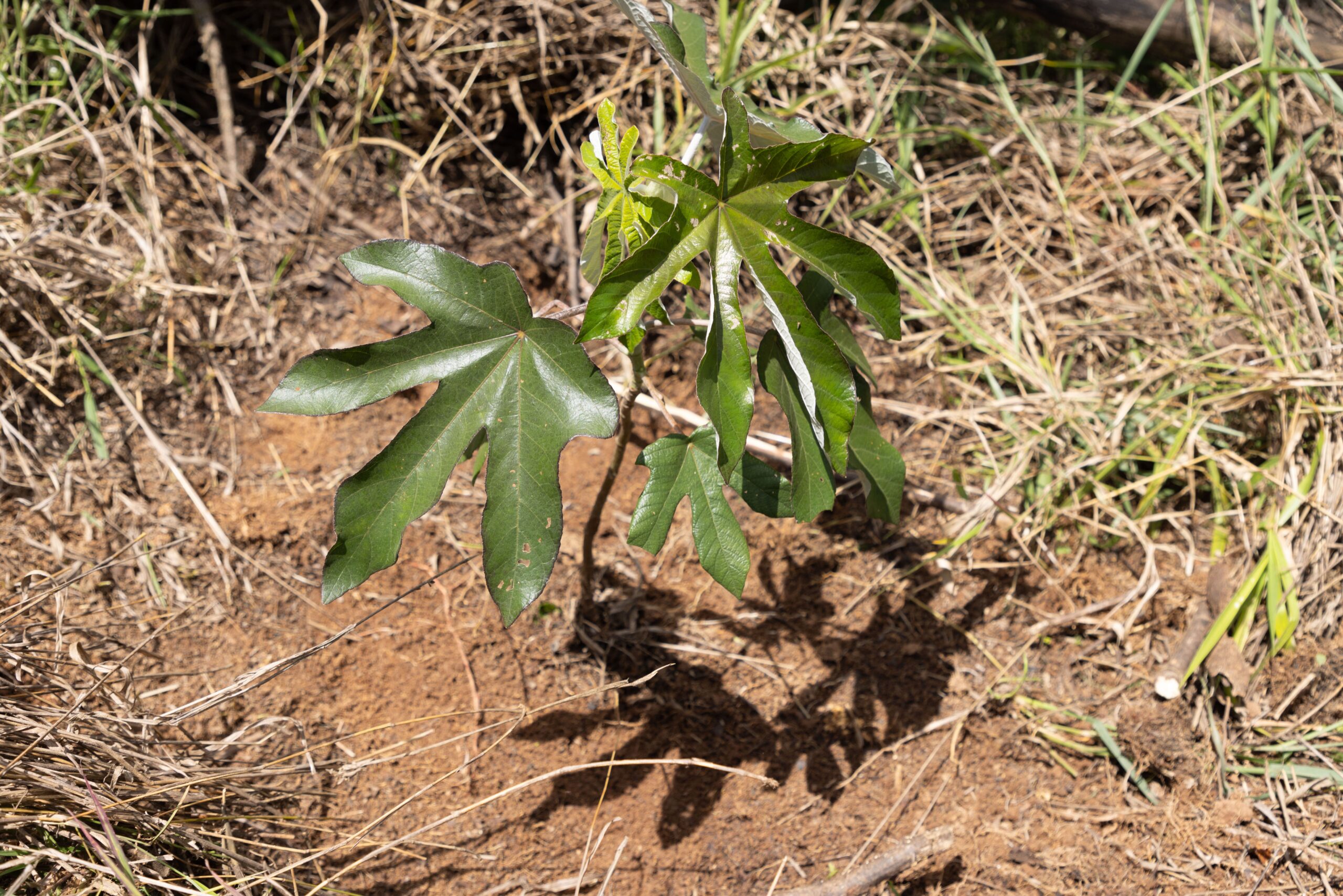 Muda de embaúba recém-plantada na Fazenda Santana