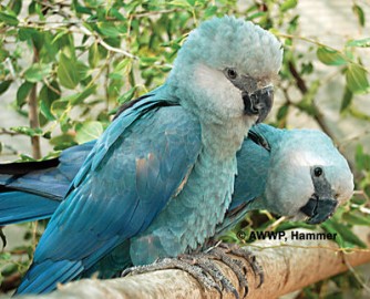 macaw