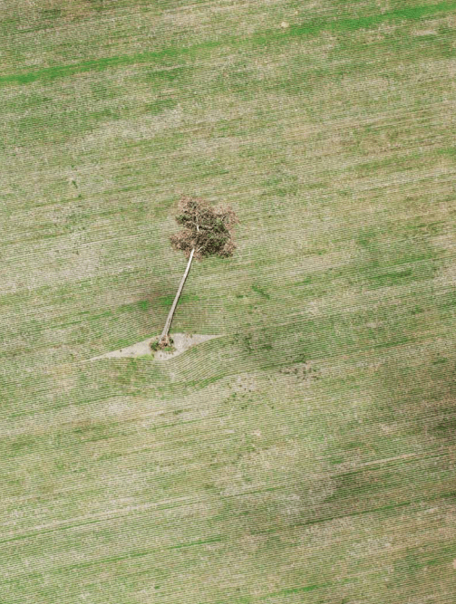 Táticas de campanha