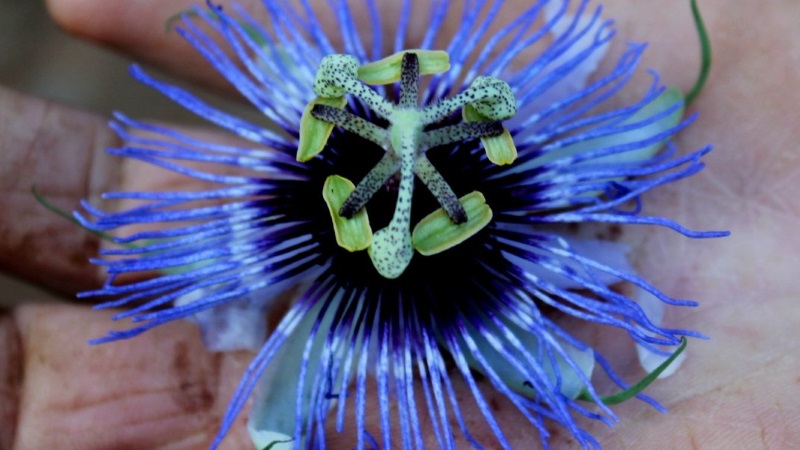 Entre a biodiversidade e os saberes locais