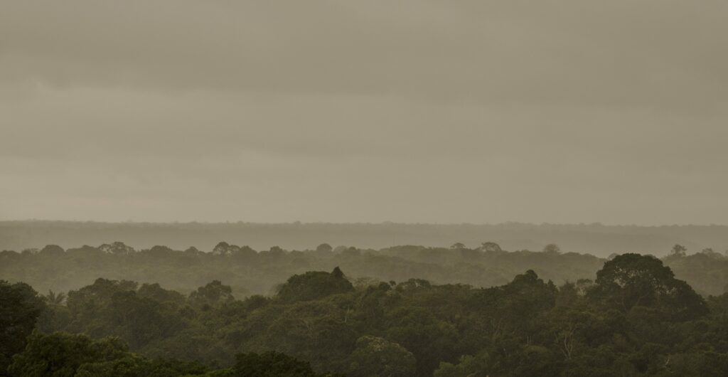 Monitoramento de desmatamento da Amazônia alcança 100% de cobertura florestal