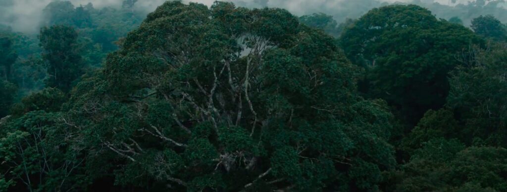 Celulares contra o desmatamento