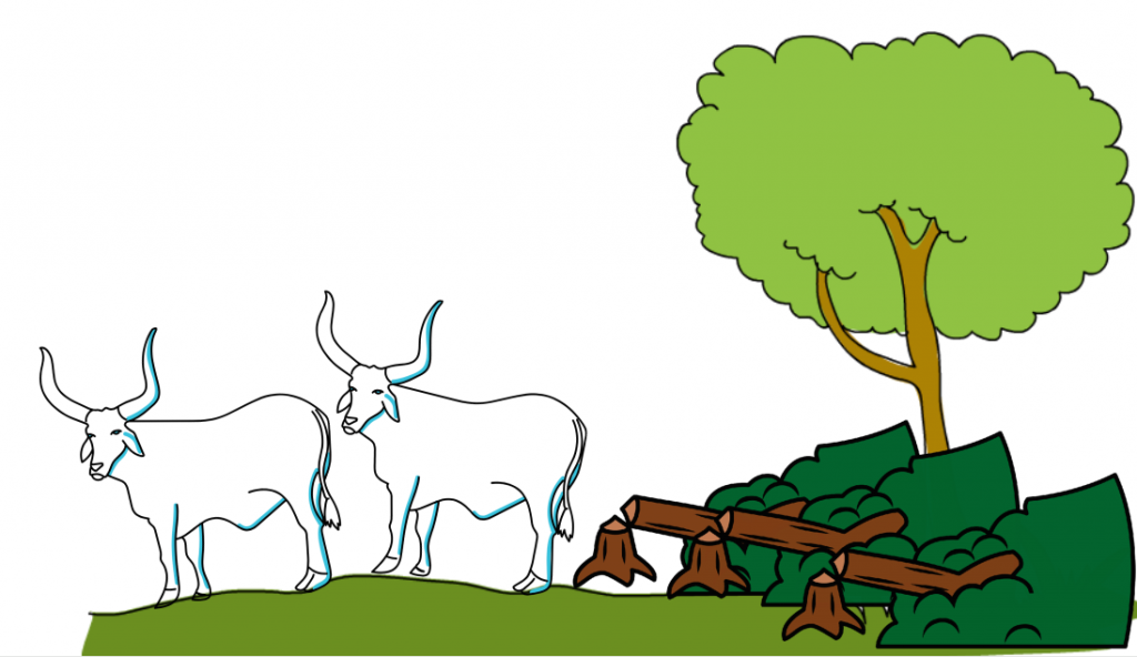 Entenda por que produção e conservação andam juntas