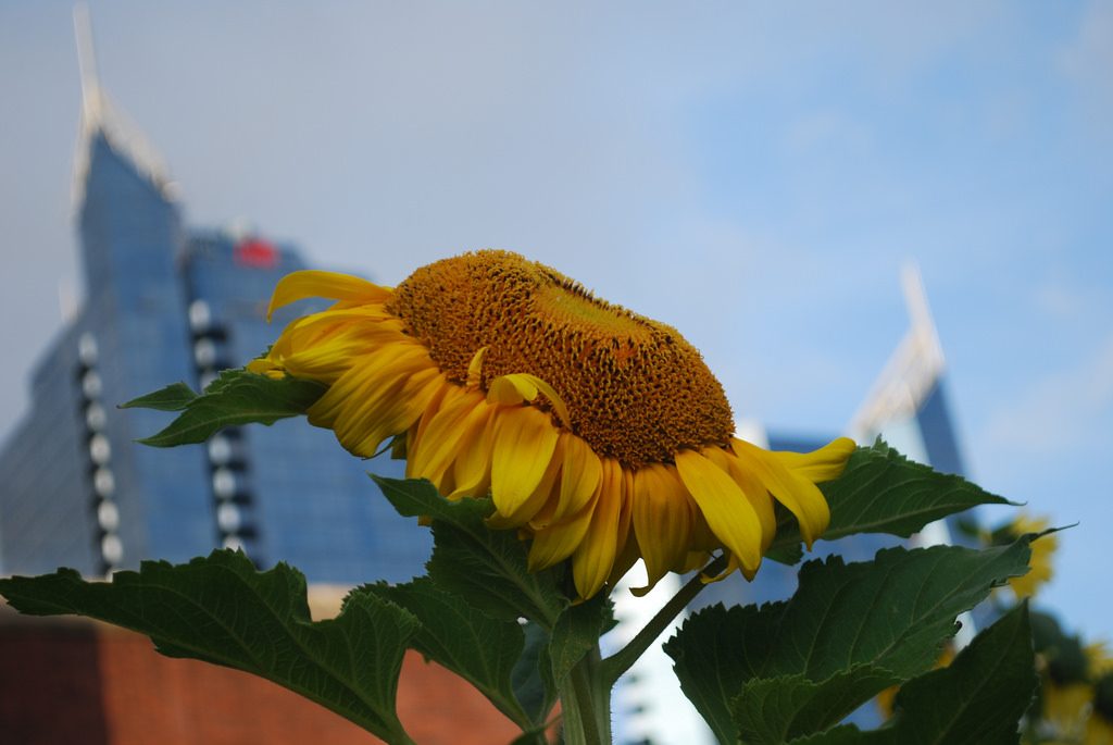 Pesquisa inédita mapeará startups de tecnologias mais limpas em todo o Brasil