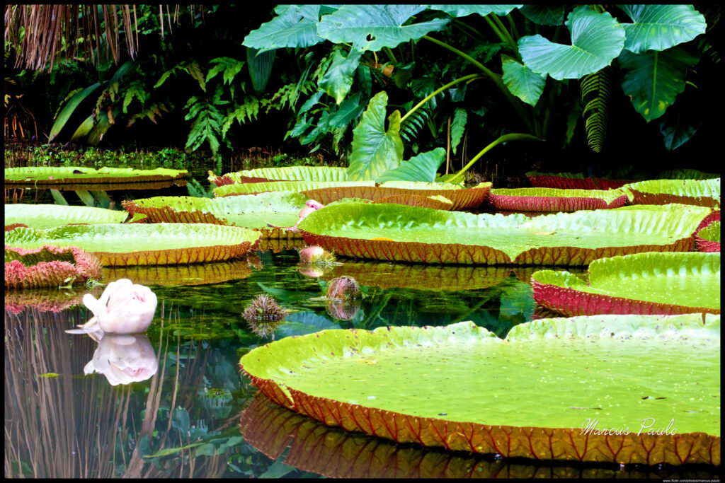 A (falta de) cultura filantrópica na Amazônia