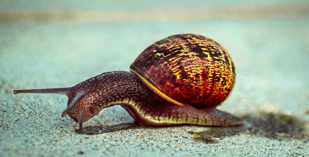 Dia Sem Pressa marca primeiro festival da cultura slow no Brasil