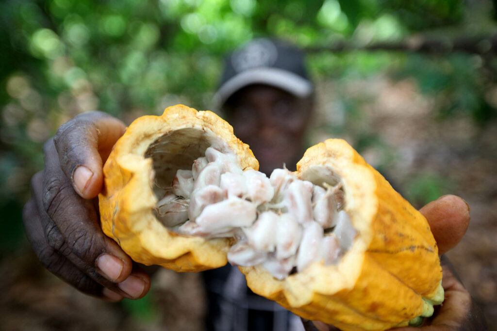 Relatório apontará condições de trabalho na cadeia produtiva do cacau e chocolate
