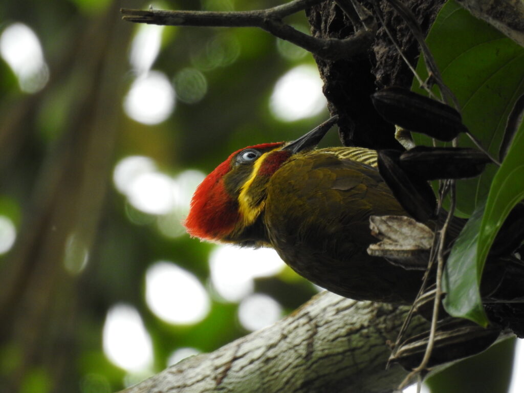Ave em perigo de extinção é encontrada em RPPN