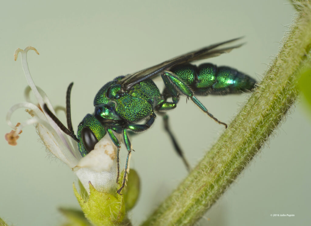 Pesquisadores estimam em R$ 43 bilhões o valor da polinização no Brasil em 2018