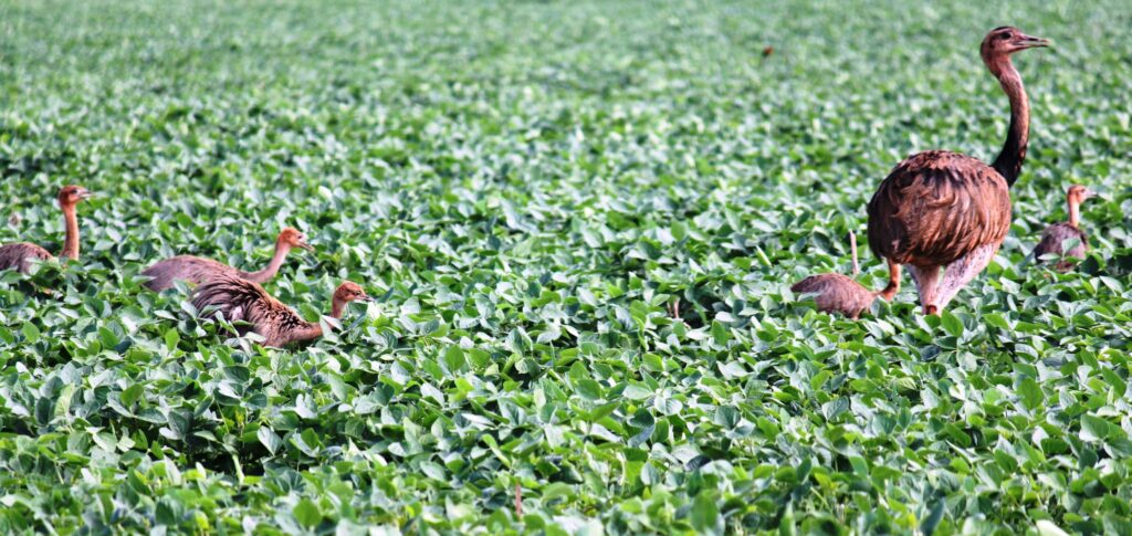 Empresas podem agora monitorar o desmatamento em todo o mundo