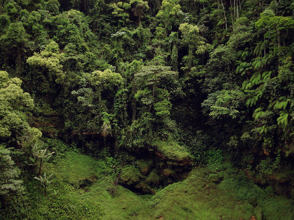 Restauração em larga escala já ocorre na Mata Atlântica, mostra estudo inédito