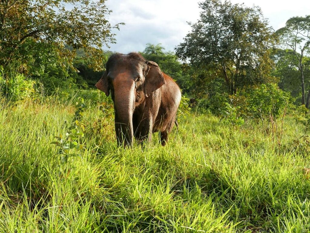 Elefantes, a causa embaixo da nossa árvore