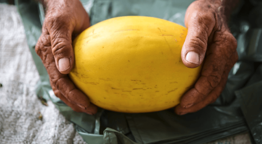 O doce amargo das frutas no Brasil