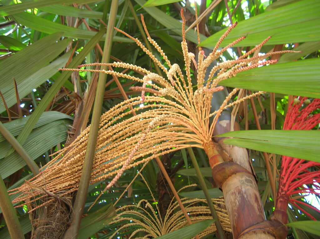 Que Amazônia as novas gerações receberão de nós?