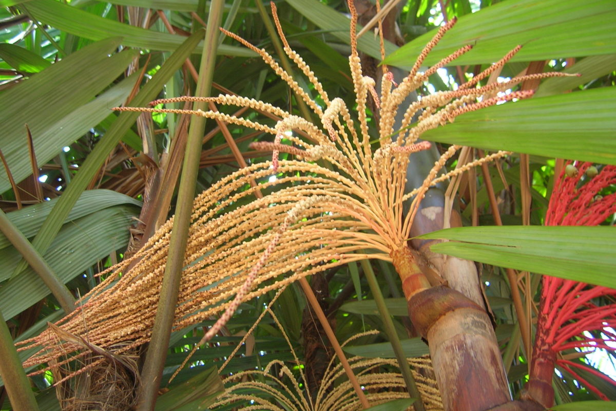 Que Amazônia as novas gerações receberão de nós?