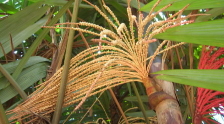 Que Amazônia as novas gerações receberão de nós?