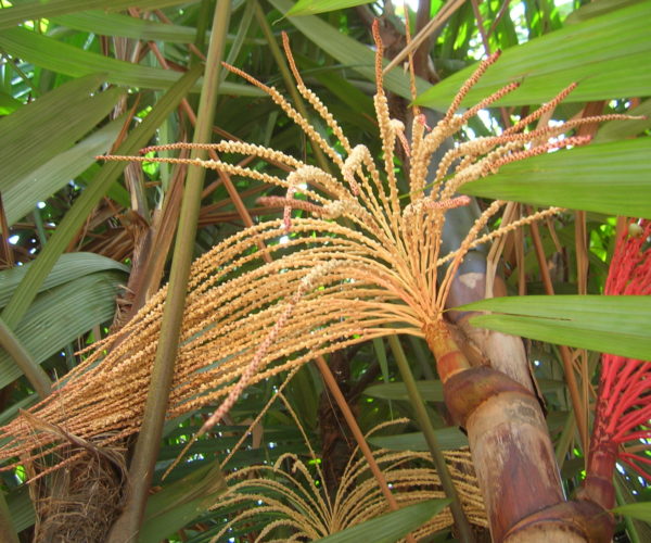 Que Amazônia as novas gerações receberão de nós?